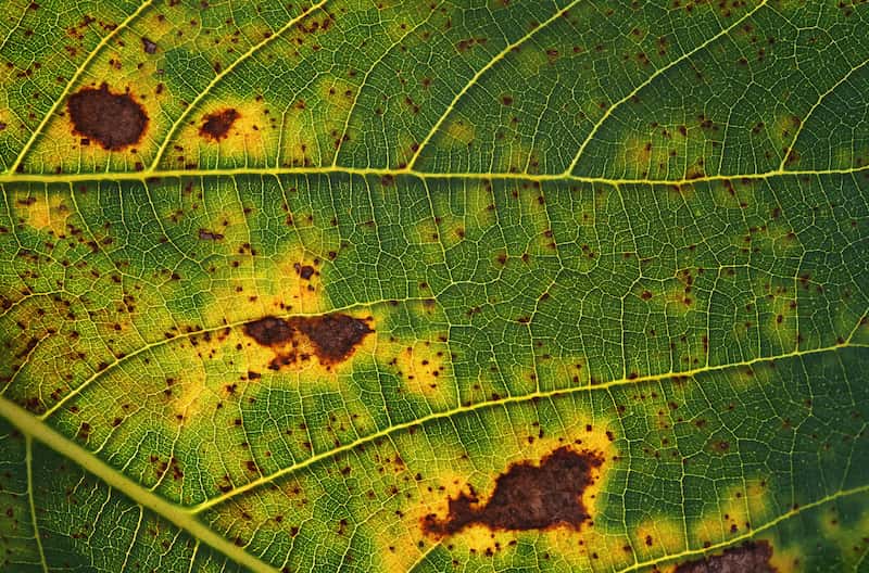 Le mildiou présente des tâches brunes sur les feuilles
