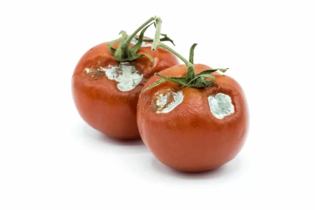 Des tomates cerises inféctées par le Mildiou