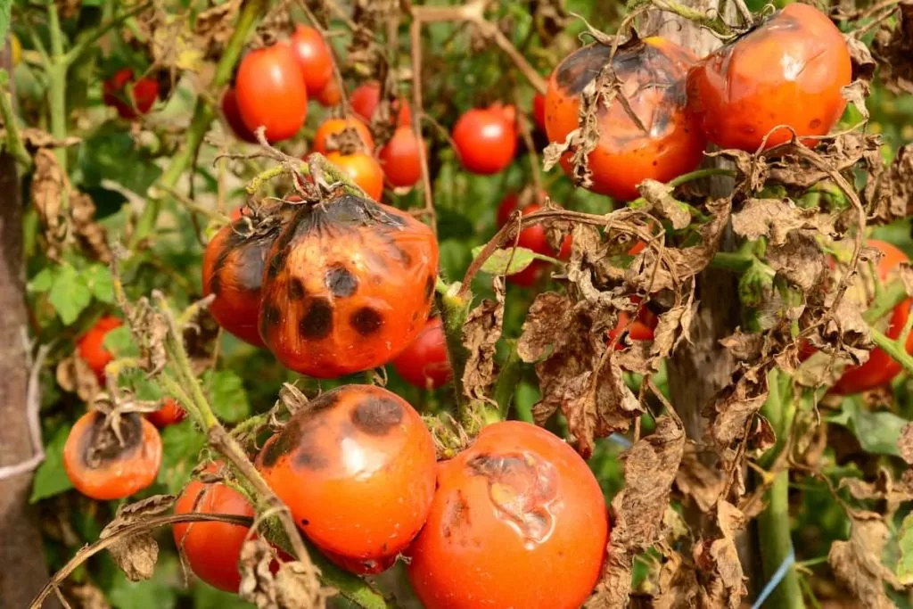 Des plants de tomates ravagés par le Mildiou