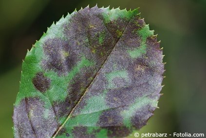 Des tâches noires sur les feuilles révèlent une fumagine