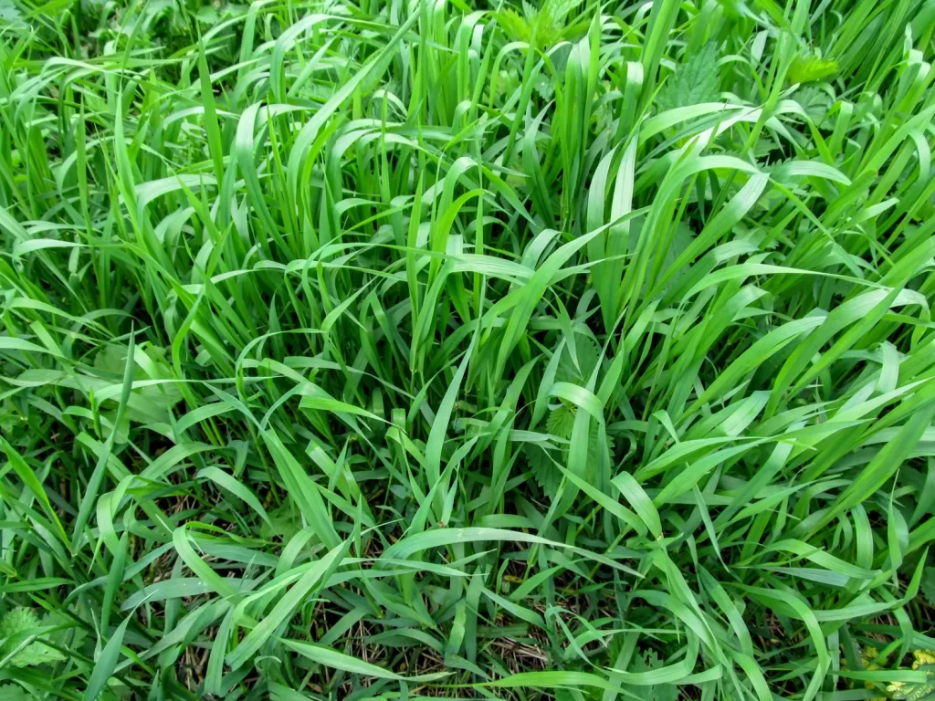 Mauvaise herbe chiendent