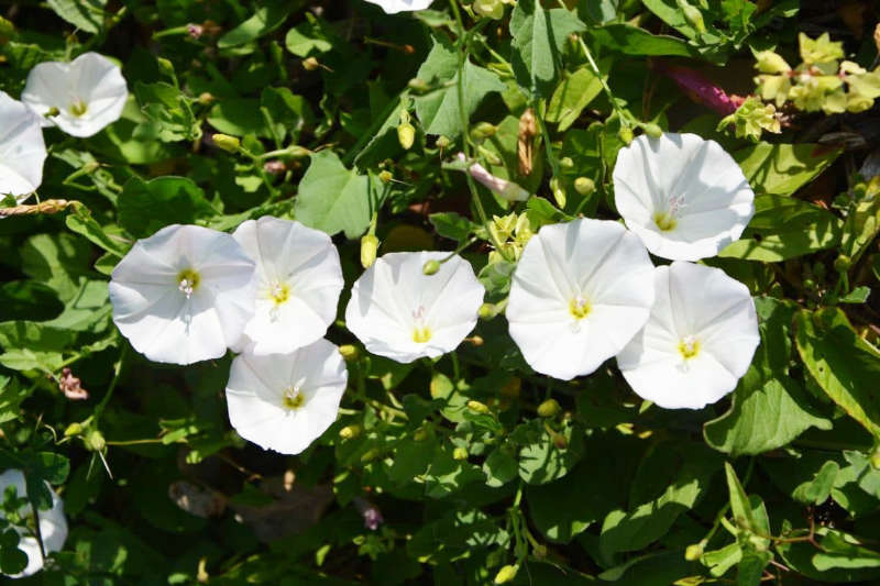 Le liseron est une plante herbacée blanche